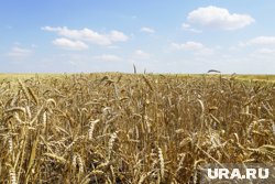Урожайность зерна растет