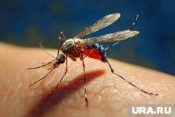 В редких случаях укус обычного комара может обернуться серьезными проблемами
