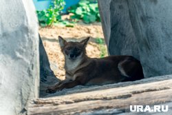 Животным Пермского зоопарка нужна забота