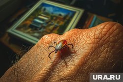 Клещи активизируются утром и вечером