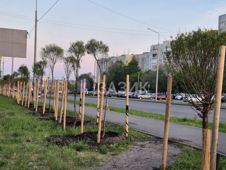 Новые деревья заметно выше предыдущих