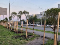 Новые деревья заметно выше предыдущих