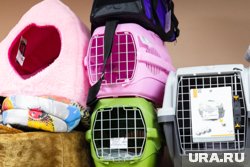 Домашние животные должны пройти тест на антитела к бешенству, чтобы попасть в ЕС