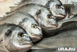 На директора рыбзавода в ХМАО возбуждено уголовное дело