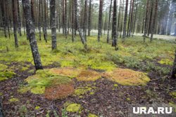 С 1 октября в Курганской области официально сняты ограничения на пребывание в лесах
