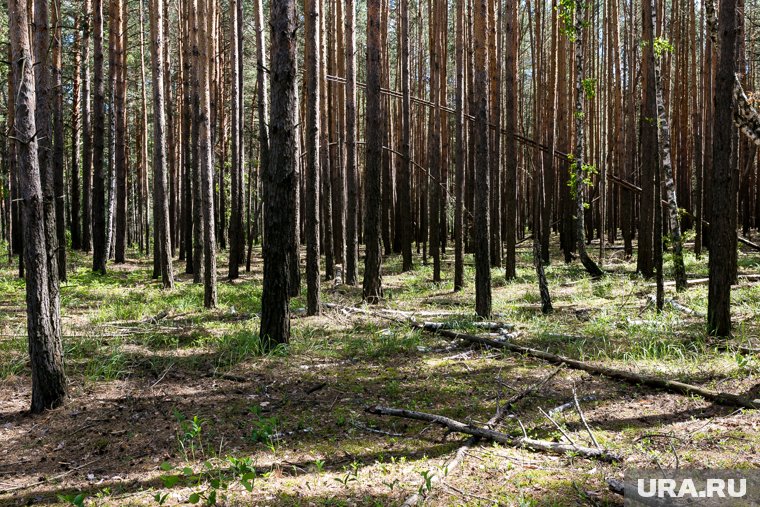 Тело погибшего было обнаружено в Сосновом бору (архивное фото)