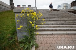Пастушью сумку используют при кровотечениях, в том числе в послеоперационный период