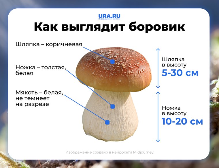 Боровик обладает темной шапкой и высокой ножкой