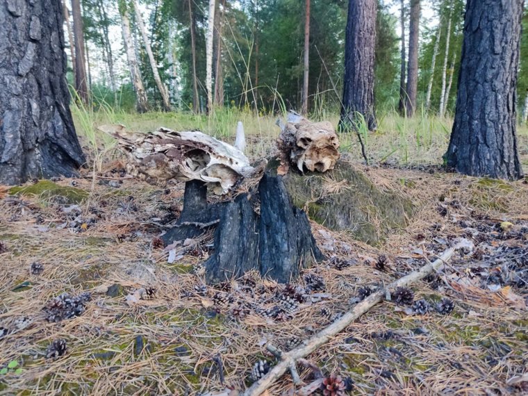 Под Курганом обнаружено место жертвенного алтаря