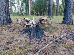 Под Курганом обнаружено место жертвенного алтаря