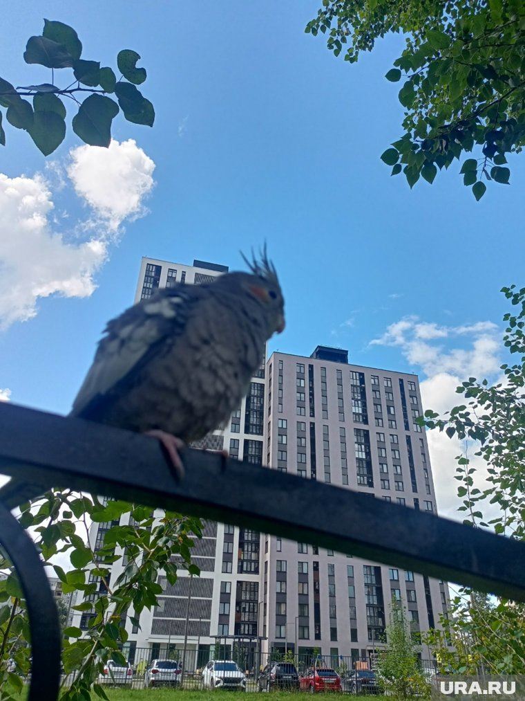Очевидцы смогли запечатлеть попугайчика на улицах города 