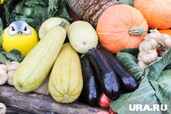 Среди урожая политики и тыквы, и кабачки, и капуста