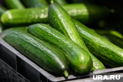 Стоимость килограмма огурцов в мае достигла 138,2 рубля
