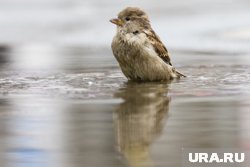 Покупатели сняли воробья на видео в курганском супермаркете