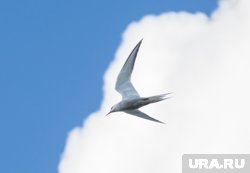 Специалисты объясняют агрессию птиц заботой о потомстве