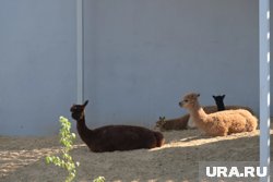 Сотрудники и пожарные спасали животных