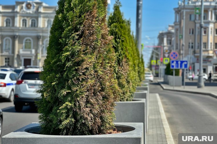 Курганские туи целый год «борются за жизнь» в условиях солнца и снега