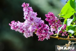 Сирень цветет в мае, однако, первые букеты можно купить еже в начале апреля 