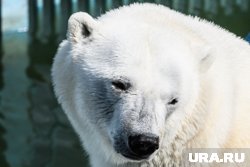 Блогер планирует завести редкого питомца