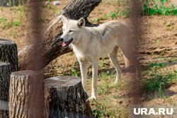 После переезда всех животных в новый зоопарк, цены на билеты вырастут