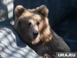 Медведь лазит по мусорным контейнерам элитного поселка в Сочи