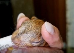 Малыша докармливают козьим молоком