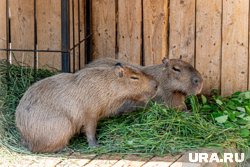 Животные переезжают из старого зоопарка на новую территорию