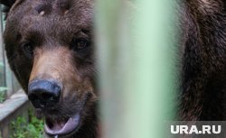 Медведи выходят из берлог (архивное фото)