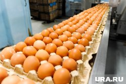 За первые четыре месяца этого года тюменские птицефабрики произвели 450 млн куриных яиц