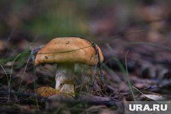 Пермский чиновник продолжает грибной сезон