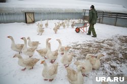 С первым снегом в татарских деревнях начинают закалывать гусей