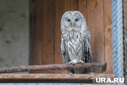 Чучела сов пытались незаконно вывезти в Казахстан