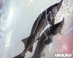 Рыбак, поймавший осетров в ХМАО, получил срок и лишился лодки