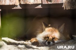 Как на полосу попало дикое животное, неизвестно