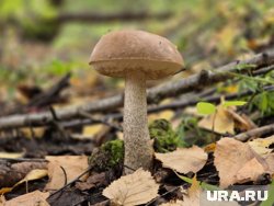 Грибной сезон продолжается