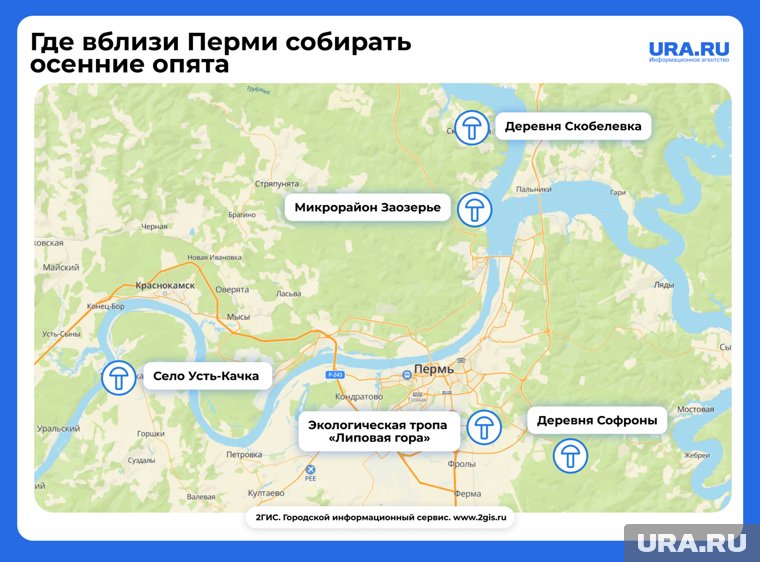 Самые популярные места, где растут осенние опята вблизи Перми