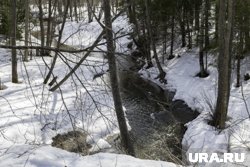 В Правохеттинском (ЯНАО) заметили бурого медведя (архивное фото)