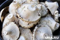 Грузди появились в лесах