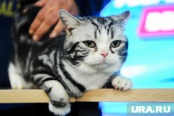 Бизнесмен показывал редких кошек без лицензии