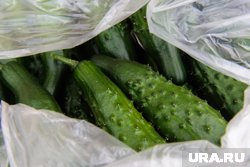 Молодые огурчики прекрасно подружатся с томатами