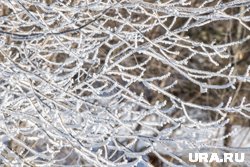 В Подмосковье апрель заканчивается заморозками