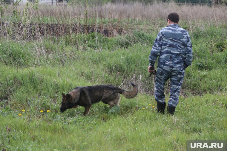 В ХМАО в лесу разыскивают пропавшего грибника