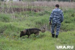 В ХМАО в лесу разыскивают пропавшего грибника 