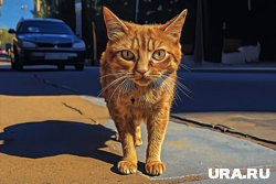 Сотрудники ТЦК на Украине вернули хозяевам «мобилизованного» кота