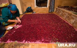 В этом году в ХМАО будет большой урожай клюквы  