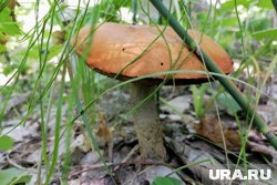 Пермяки активно собирают грибы