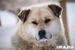 Безнадзорные собаки напали на ребенка, когда он шел из школы домой