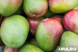 Врач рассказал, кому опасно есть манго из Египта