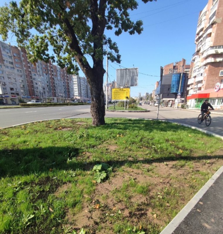 Горожане надеются на скорое благоустройство территории возле векового древа