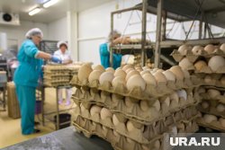 По данным Свердловскстата, десять яиц стоят 83 рубля